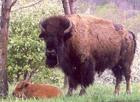 bison cub