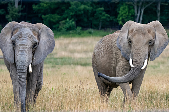 International Conservation Center Elephants